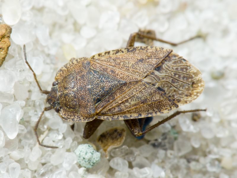 Emblethis Fieber, 1860